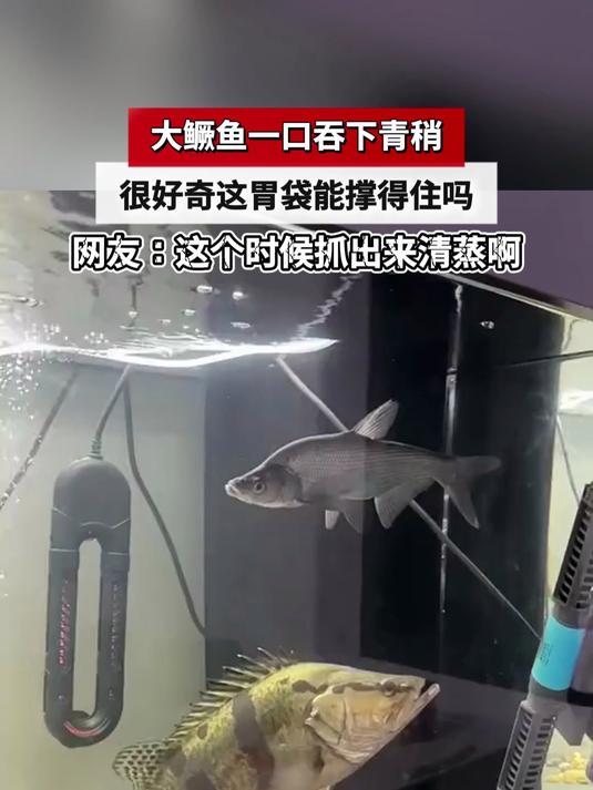 大鳜鱼一口吞下青稍,很好奇这胃袋能撑得住吗