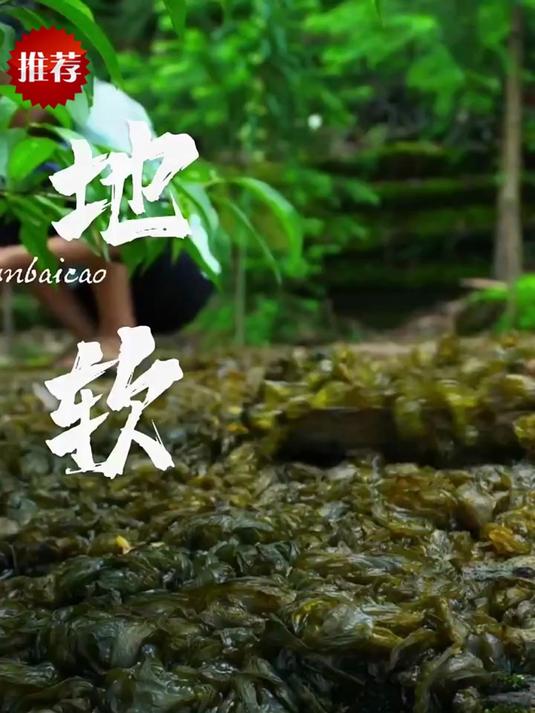 雨后才有的 “地皮菜”,一口鲜到心尖!