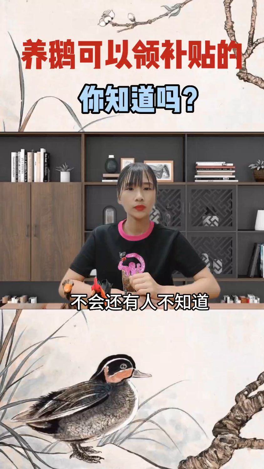 养鹅还能领补贴,你不会还不知道吧?