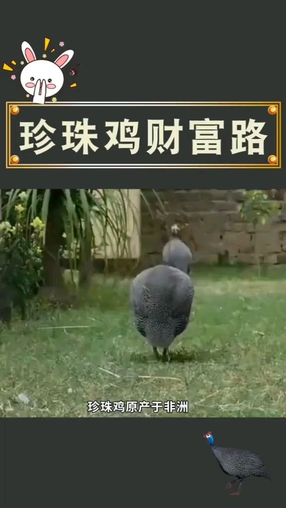 珍珠鸡财富路