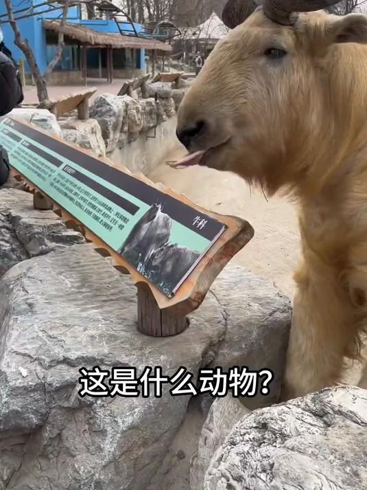 分享科普9种保护动物