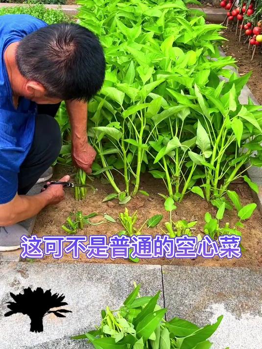 快来买空心菜种子,能种出好菜