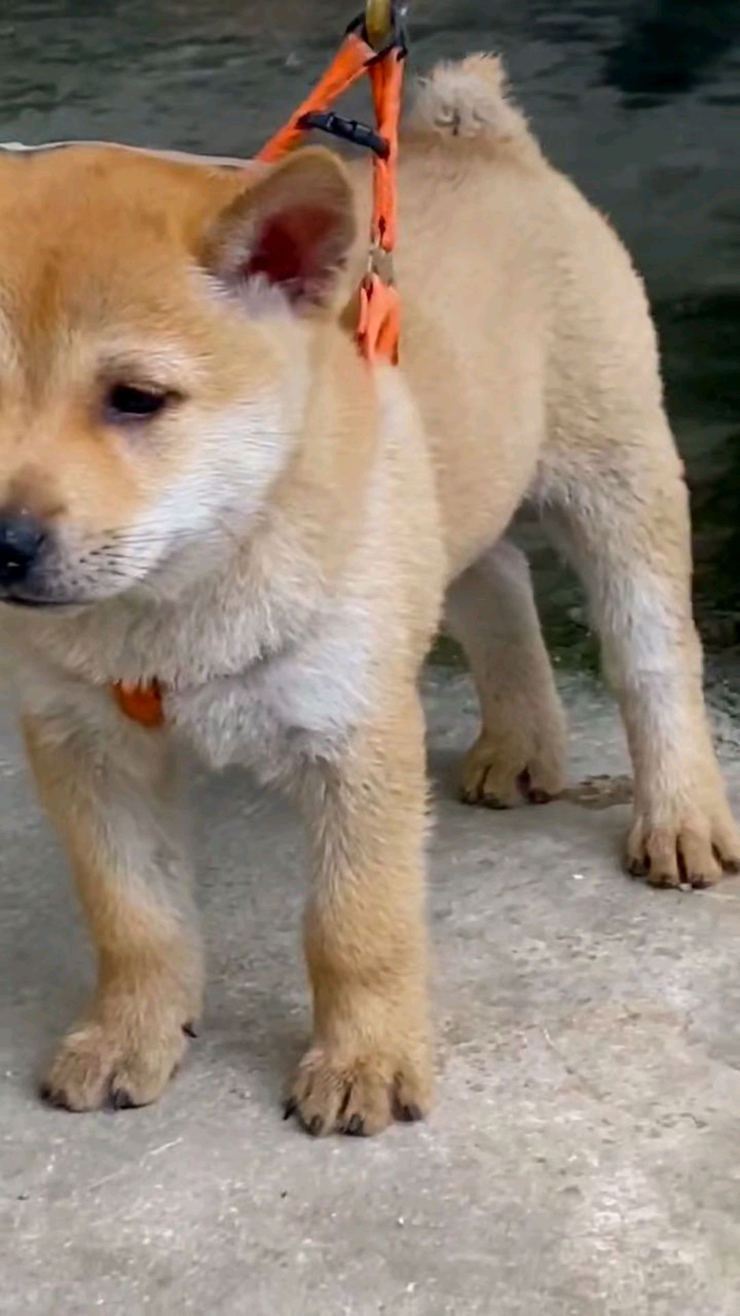 中华田园犬广西土猎犬小黄狗天生兔尾巴