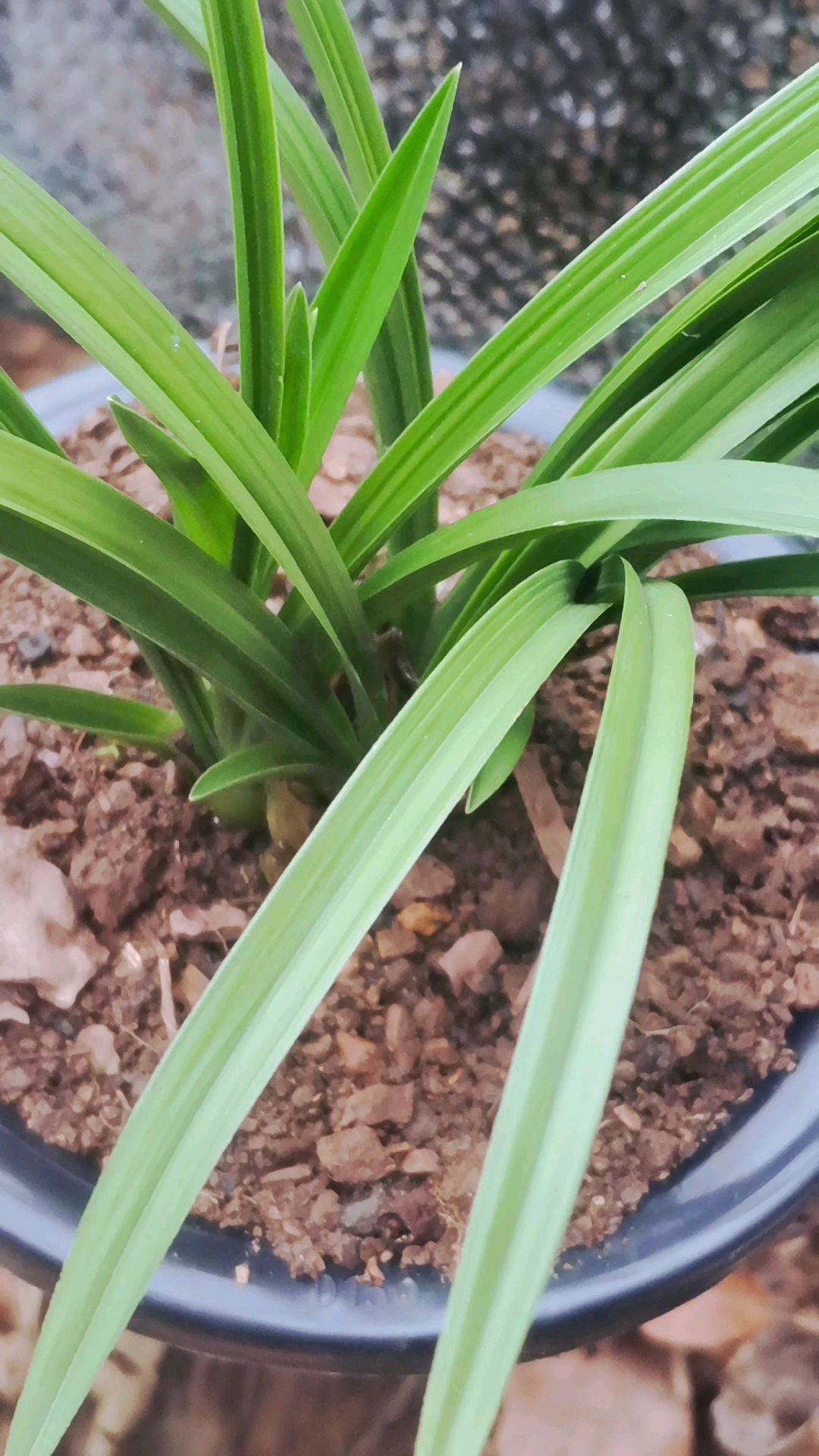 贵州的野生兰花,这一种叶型草比较少见,网友:期待能开好花