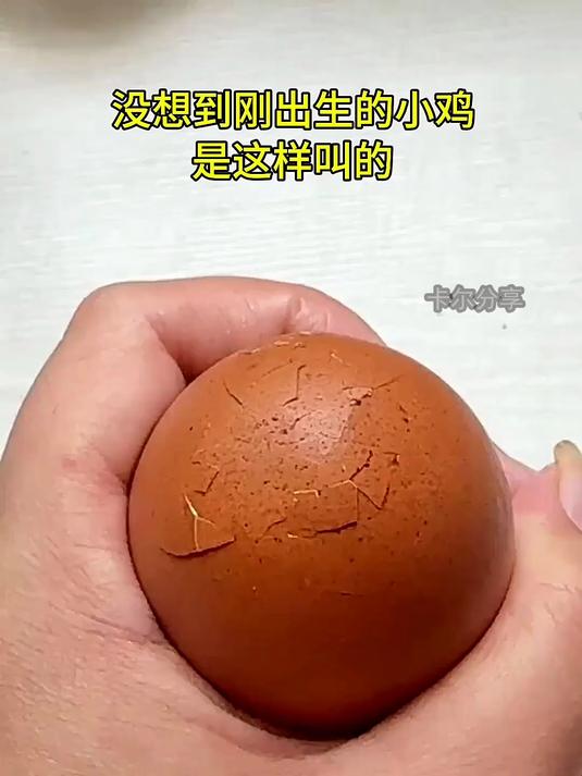 没想到刚出生的小鸡是这样叫的
