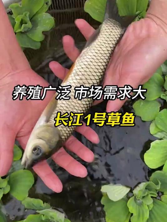 草鱼淡水活体好养殖食用活物冷水观赏草鱼渔场直发#三农 #养殖 #草鱼