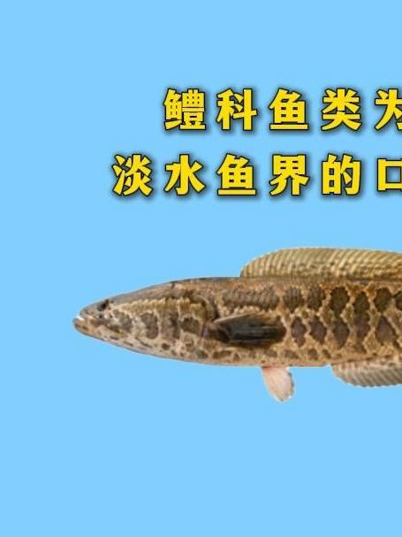 鳢科鱼类为什么是淡水鱼界的口碑战神？