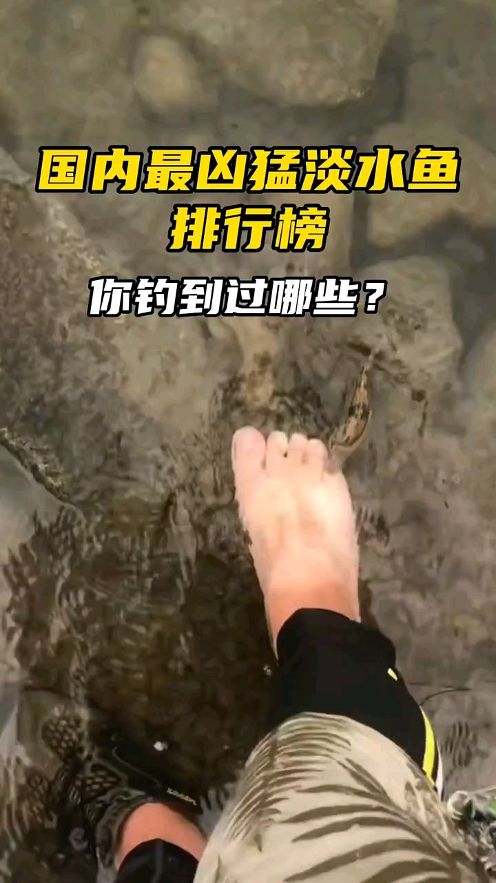 国内最凶淡水鱼排行榜。