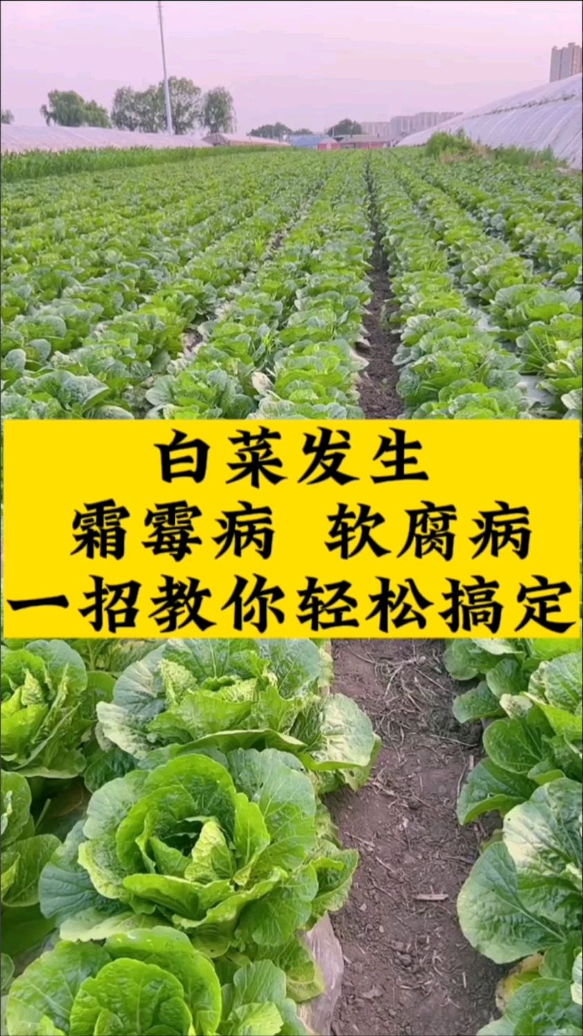 白菜发生霜霉病软腐病一招教你轻松搞定