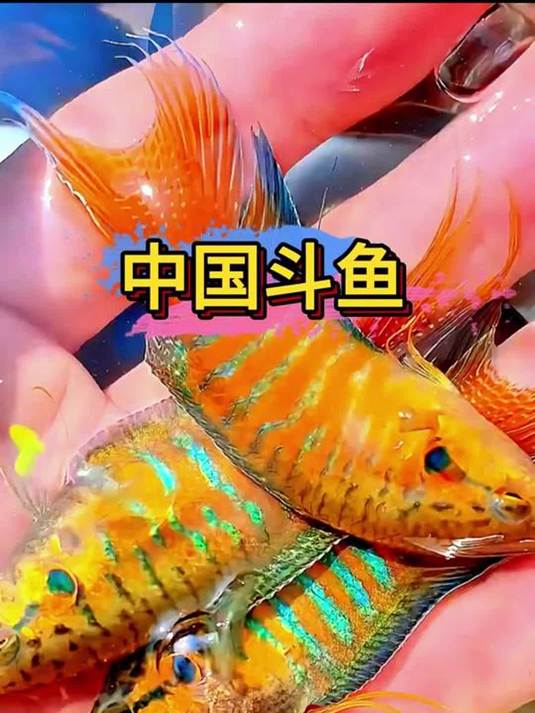 中国斗鱼:观赏鱼中的骄傲,丢鱼缸轻松养活