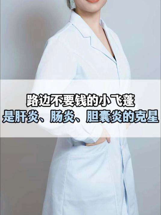 路边不要钱的小飞蓬,是肝炎、肠炎、胆囊炎的克星