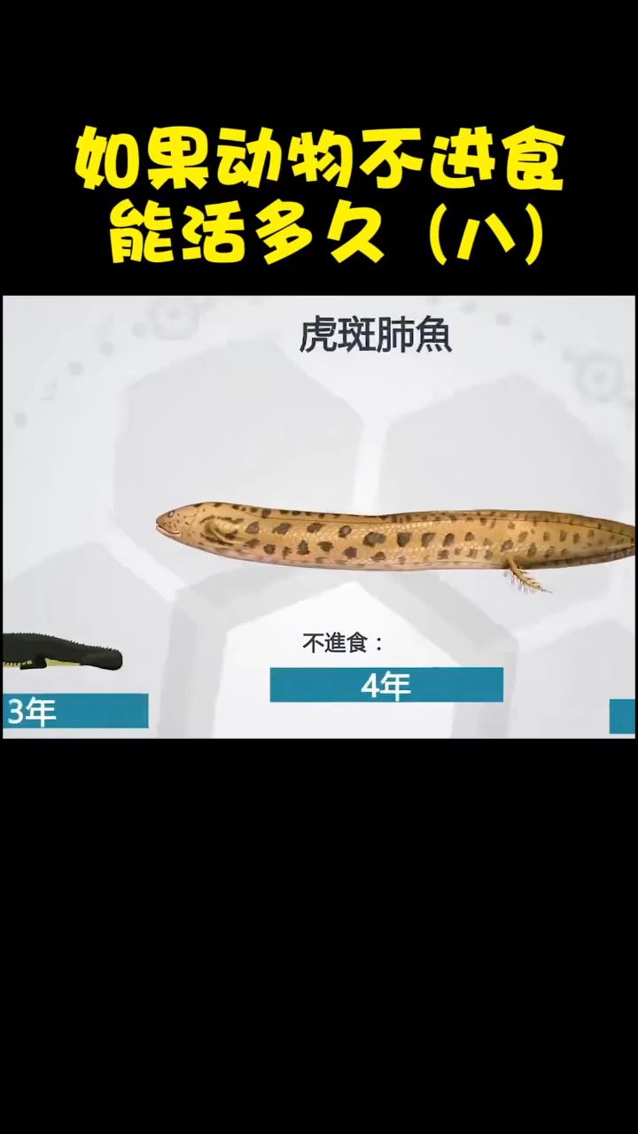 你知道有肺的鱼是什么吗