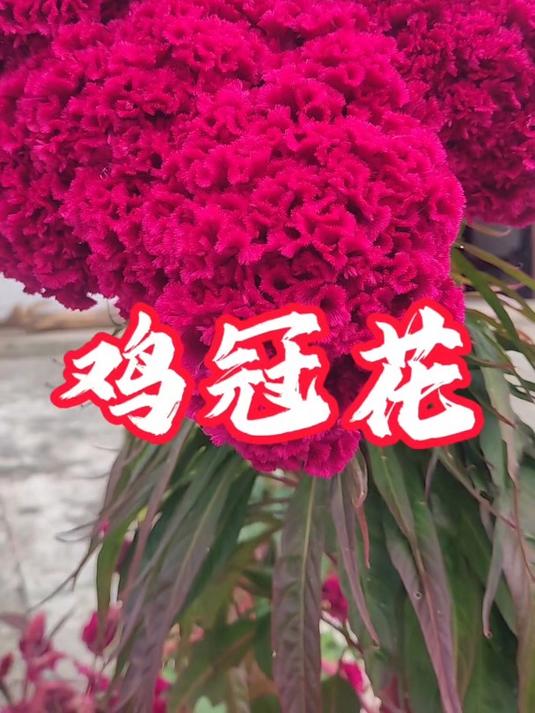 鸡冠花,花中美人