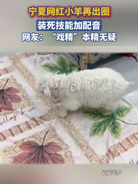 宁夏网红小羊再出圈!装死技能加配音,网友:戏精本精无疑