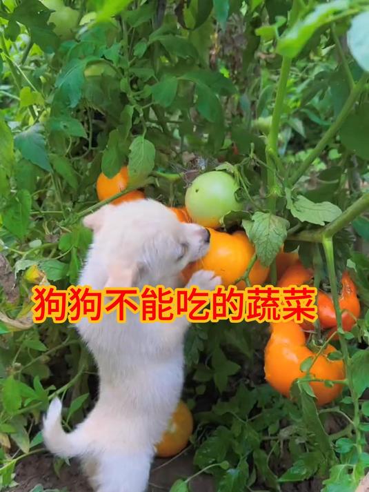 狗狗不能吃的蔬菜