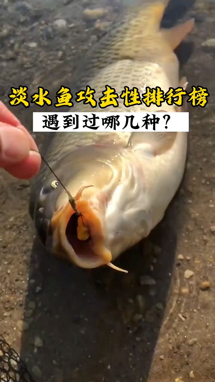 淡水鱼攻击性排行榜,你钓过几种鱼