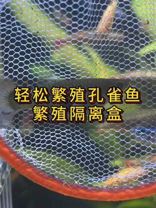 便宜好用亚克力隔离盒,让孔雀鱼繁殖不再难