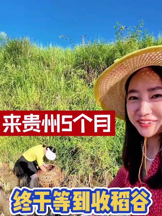 来贵州时在插秧，到了收稻谷时还在贵州，很开心能体验抓稻田鱼#旅行##旅行推荐官#