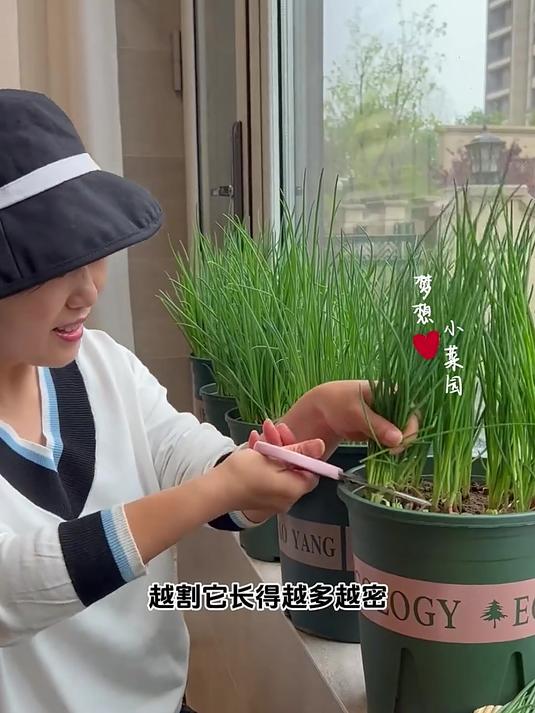 哪些蔬菜品种适合盆栽?阳台小院都能种!