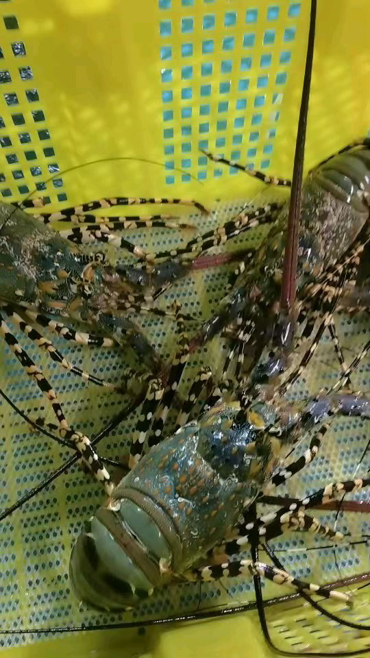 生猛海产花龙,青龙