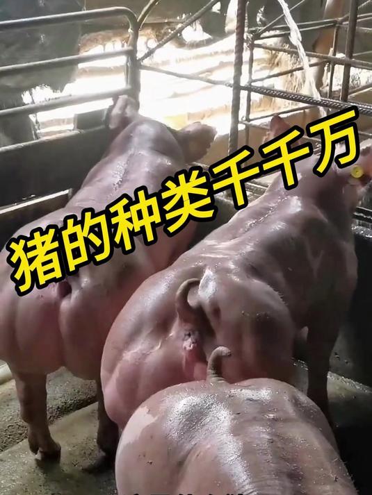 猪的种类千千万，你有见过吗？