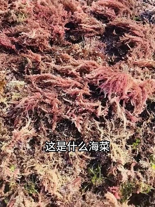带你认识海里的素菜