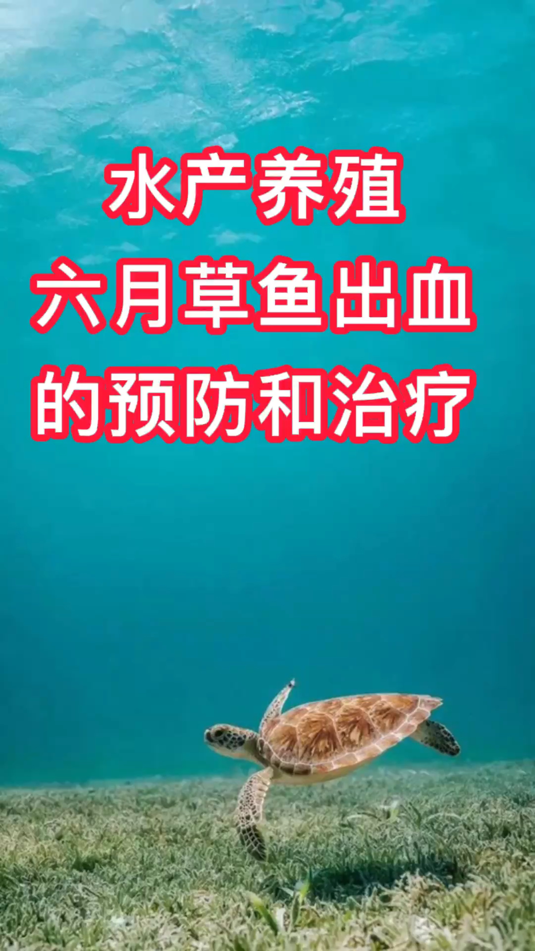 水产养殖小知识—六月草鱼出血的预防和治疗