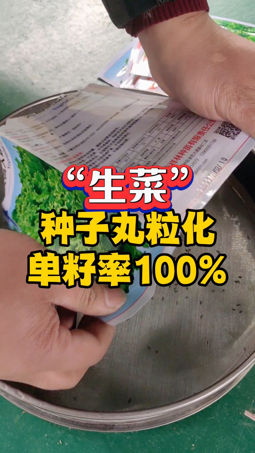 生菜种子丸粒化,单籽率100%