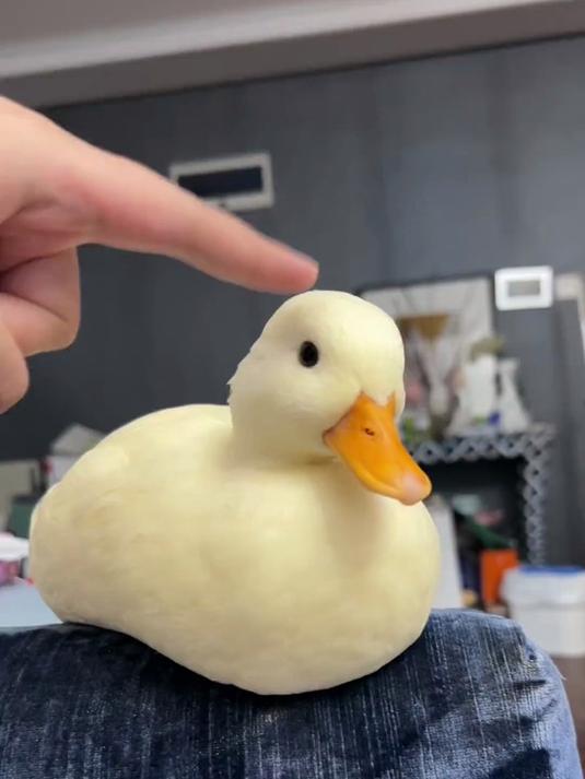 鸭子的命也是命啊！