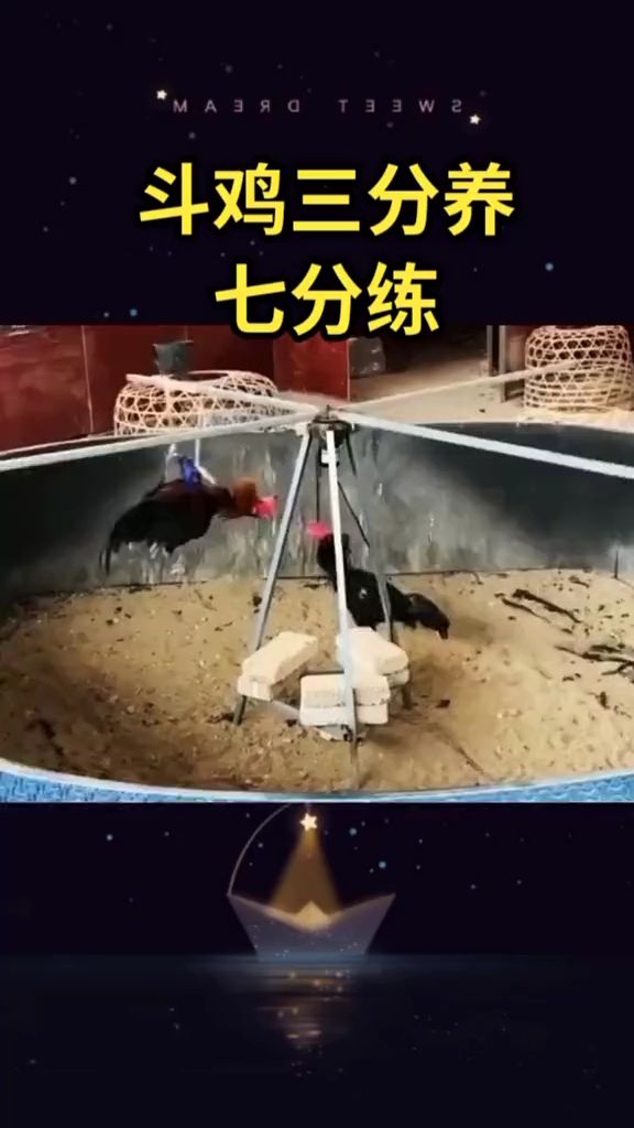 斗鸡三分养。七分