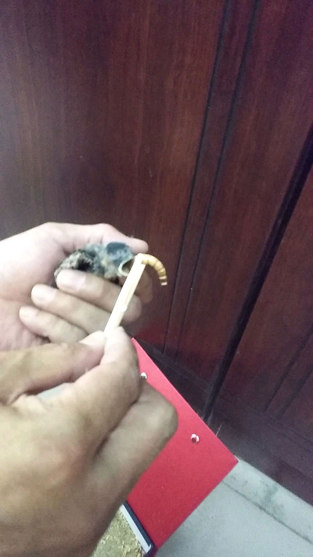 小燕子今天吃了四只蚂蚱,两条虫子