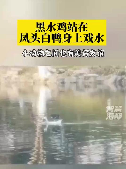 黑水鸡站在凤头白鸭身上戏水,小动物之间也有美好友谊