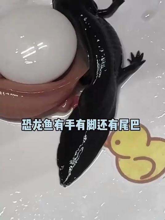它们长的一点也不像……#六角恐龙鱼