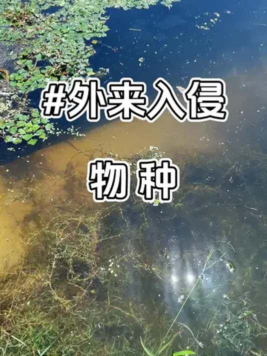 新手养鱼选啥?号称最强的食蚊鱼,真超好养!