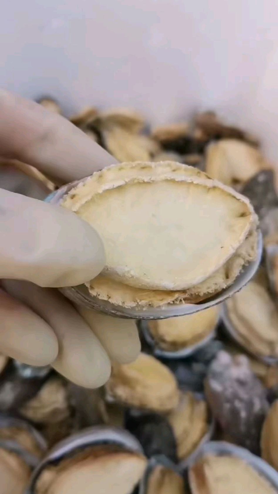 冻鲜鲍鱼和鲍鱼干礼盒装