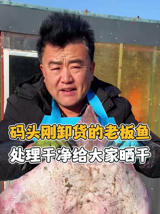 码头刚卸货的老板鱼,处理干净给大家晒干