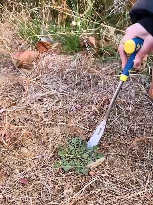 别再徒手拔野菜!一把专用铲,轻松深挖,全家出动挖野菜超欢乐!