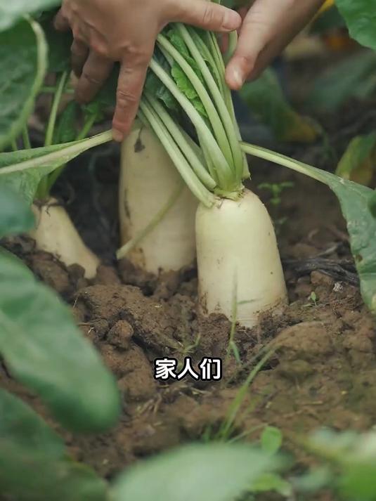 白萝卜和蜂蜜，真的能一起吃吗？