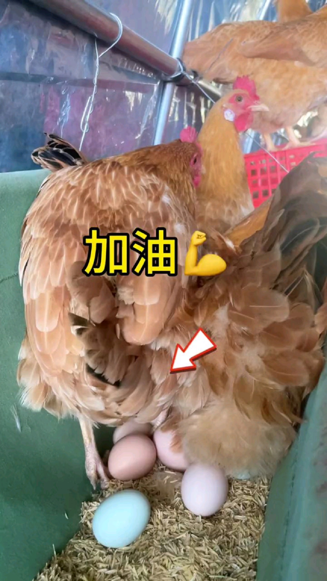 刚捡的新鲜鸡蛋,开始打包咯,每天现捡现发的新鲜土鸡蛋,有需要的吗?