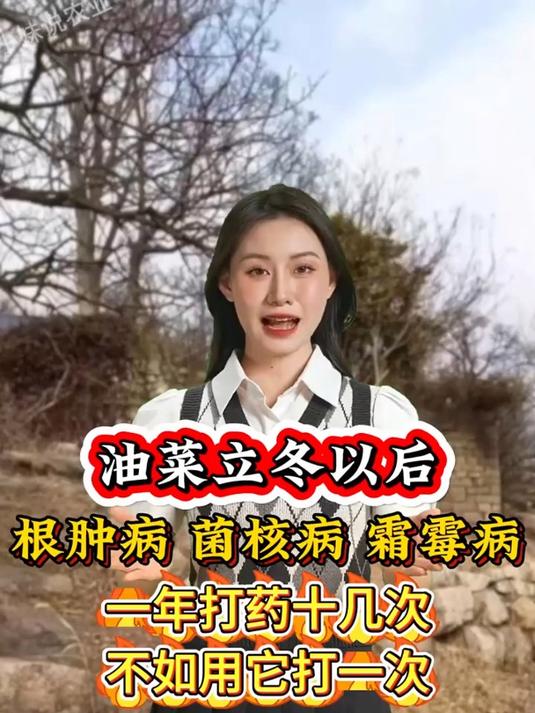 油菜立冬以后,根肿病,霜霉病,一年打药十几次,不如用它打一次