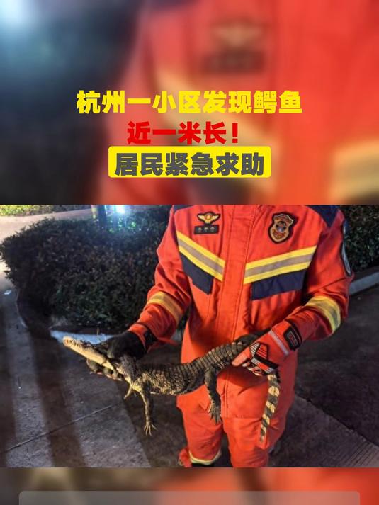 杭州一小区发现鳄鱼,近一米长!居民紧急求助