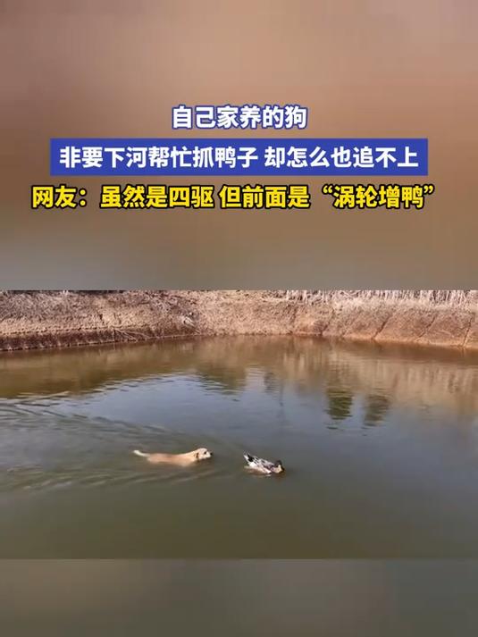 自己家养的狗，非要下河帮忙抓鸭子 却怎么也追不上