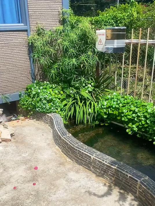 院子靠墙制作一个生态鱼池,种些绿植,打氧过滤都省了