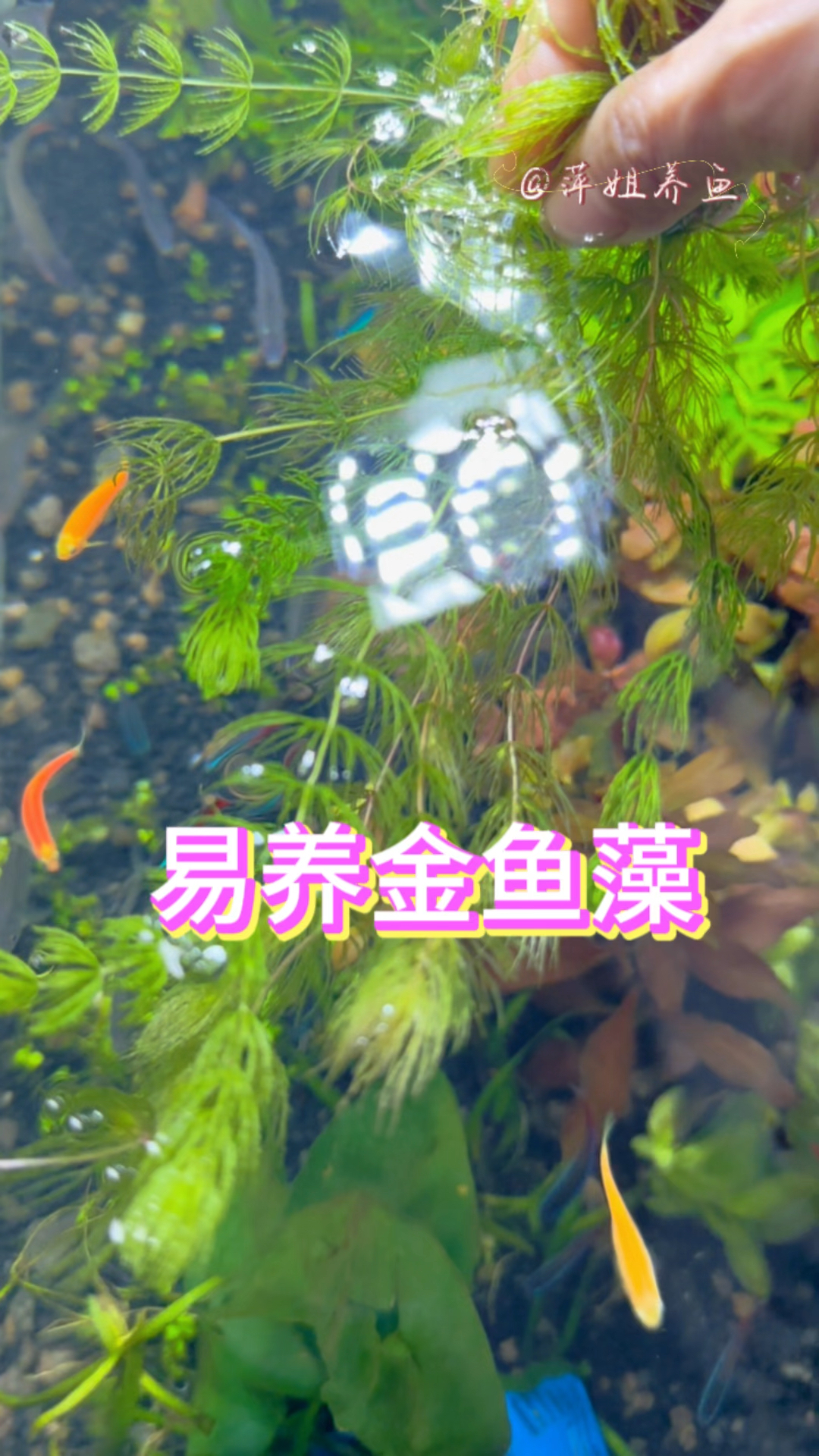 水草里面非常好养的莫过于金鱼藻。#水族 #鱼缸里的大自然 #养鱼日记