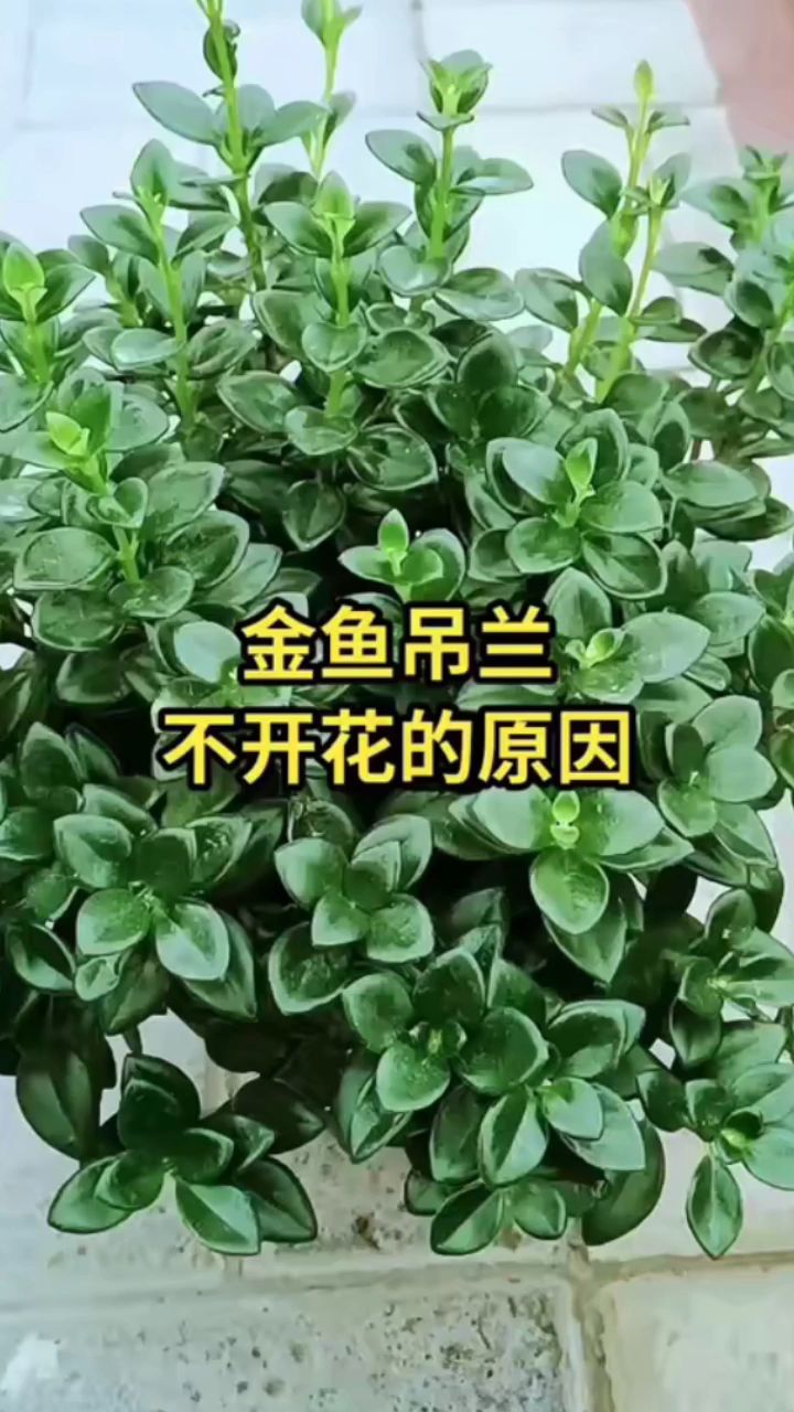为什么你养的金鱼吊兰不开花?原因就是这几点没做好
