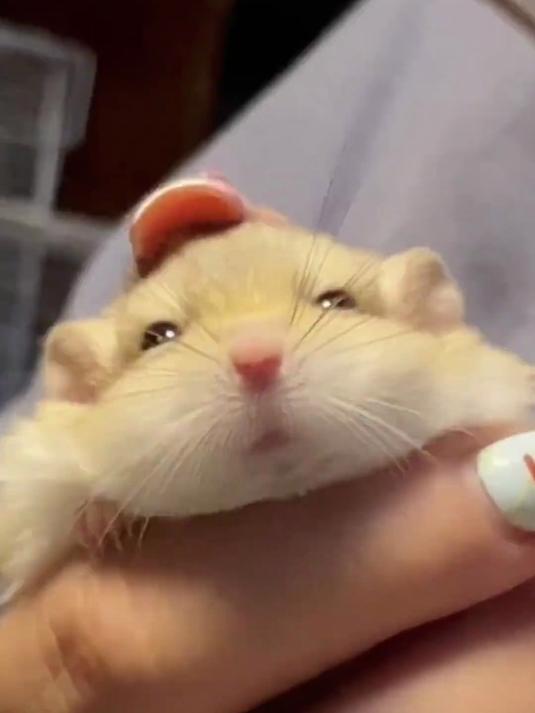 通心粉鼠鼠也太可爱了叭!