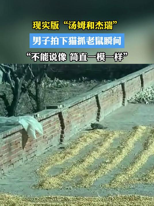 现实版“汤姆和杰瑞”男子拍下猫抓老鼠瞬间