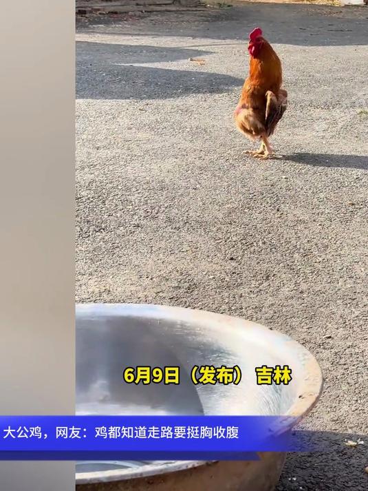 活捉一只“超自信”大公鸡 网友:鸡都知道走路要挺胸收腹