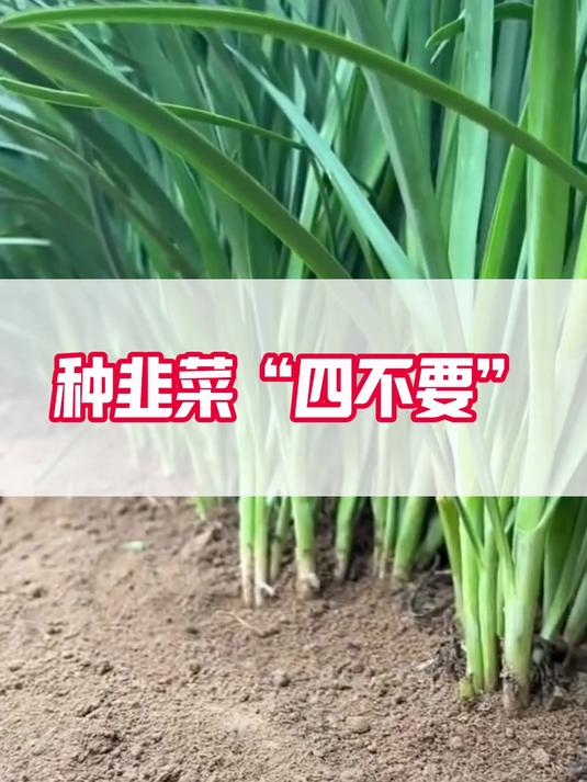 种韭菜4不要
