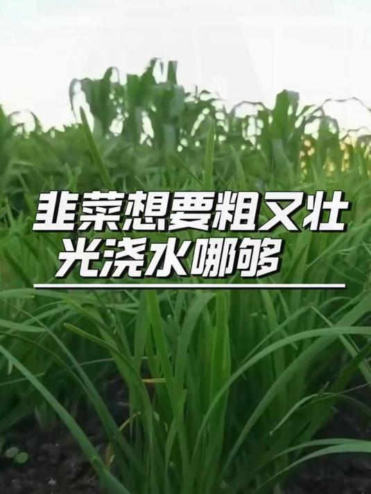 韭菜想要又粗又壮,光浇水可不够#三农#